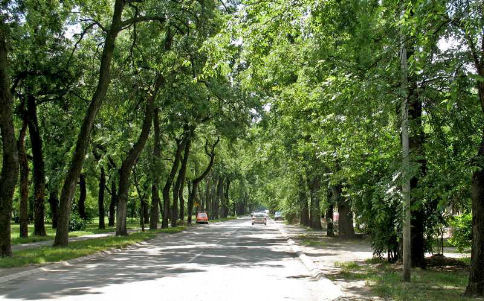 viali alberati a Sombor viali alberati a Sombor